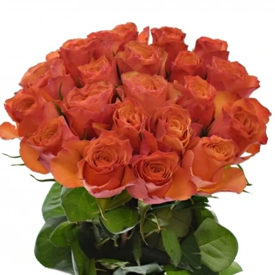 Oranžová růže DEVOTED 50cm (L)