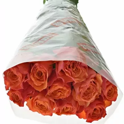 Oranžová růže DEVOTED 50cm (L)