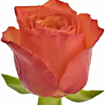 Oranžová růže DEVOTED 55cm (L)