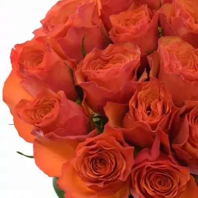 Oranžová růže DEVOTED 50cm (L)