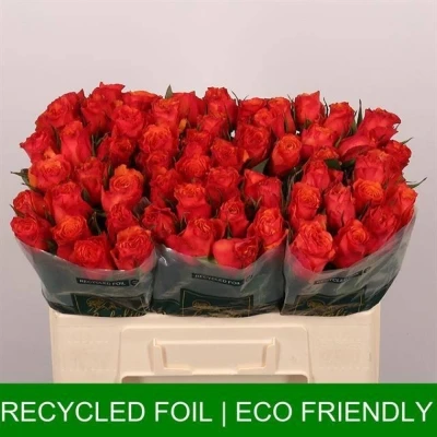 Oranžová růže DEVOTED 50cm (L)