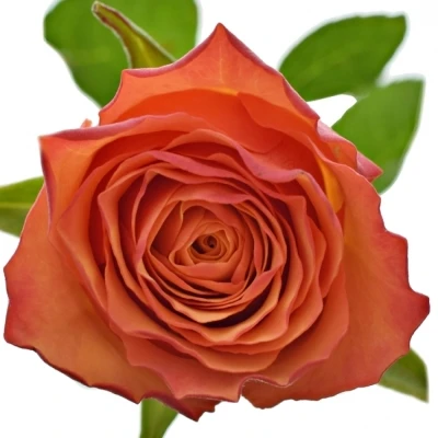 Oranžová růže DEVOTED 50cm (L)