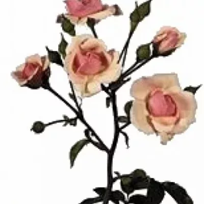 Růžová růže trsová DIADEEM 50cm/3+