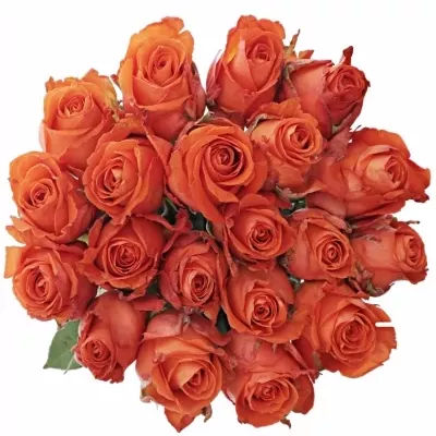 Oranžová růže DUTCH BEAUTY! 70cm