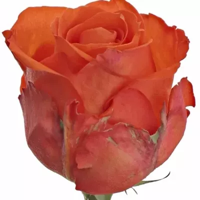 Oranžová růže DUTCH BEAUTY! 50cm (L)