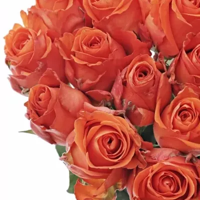 Oranžová růže DUTCH BEAUTY! 70cm