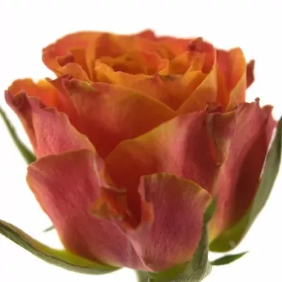 Oranžová růže ESPRESSO 70cm (XL)