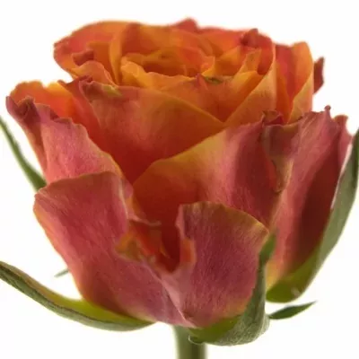 Oranžová růže ESPRESSO 70cm (L)