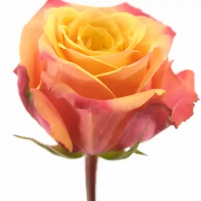 Oranžová růže FIREBALL 70cm (XL)