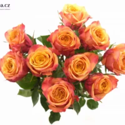 Oranžová růže FIREBALL 60cm