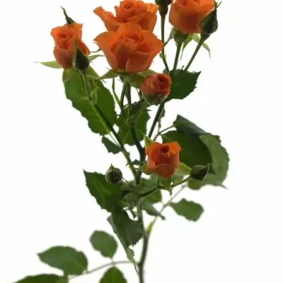 Oranžová růže FANCY
