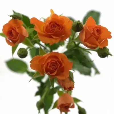 Oranžová ruža FANCY