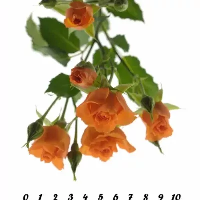 Oranžová růže FANCY