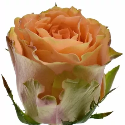Oranžová růže FLORENTINE 60cm (M)