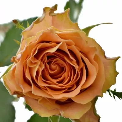 Oranžová růže FLORENTINE 50cm (XL)