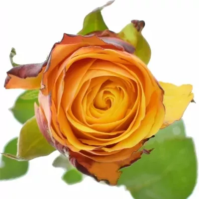 Oranžová růže GRANADA 60cm