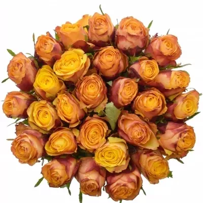 Oranžová růže GRANADA 60cm