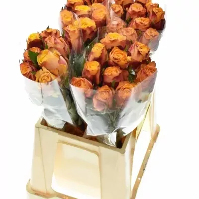 Oranžová růže GRANADA 60cm