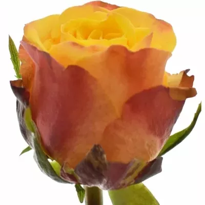 Oranžová růže GRANADA 50cm (M)