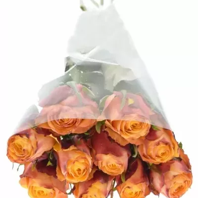 Oranžová růže GRANADA 60cm