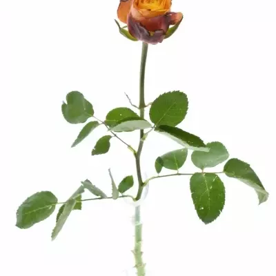 Oranžová růže GRANADA 60cm