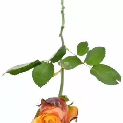 Oranžová růže GRANADA 60cm