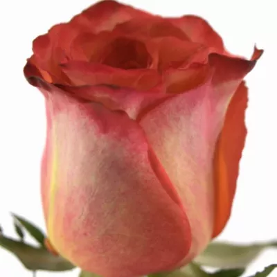 Žlutočervená růže HIGH & MAGIC ORANGE 40cm (M)