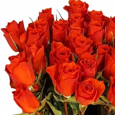 Oranžová růže HILUX 