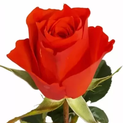 Oranžová růže HILUX 70cm (L)