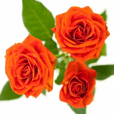 Oranžová růže JEZEBEL 60cm/3+ (S)