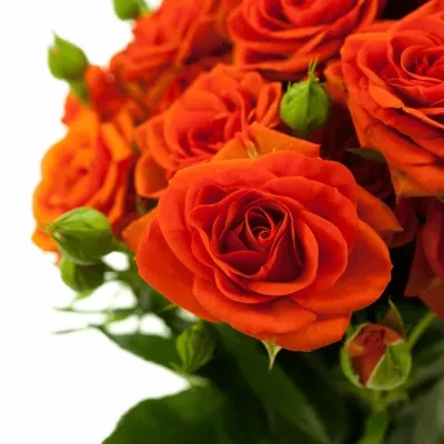 Oranžová růže JEZEBEL 60cm/3+ (S)