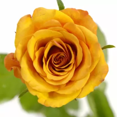 Oranžová růže JULIA 50cm (S)