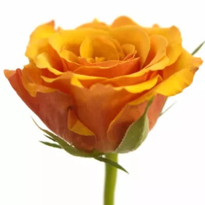 Oranžová růže JULIA 50cm (S)