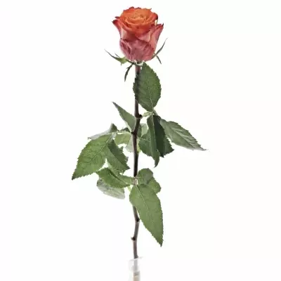 Oranžová růže JULISCHKA 50cm (XL)