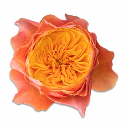 Oranžová ruža KENSINGTON GARDENS! 50cm (XL)