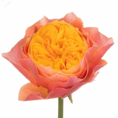 Oranžová růže KENSINGTON GARDENS