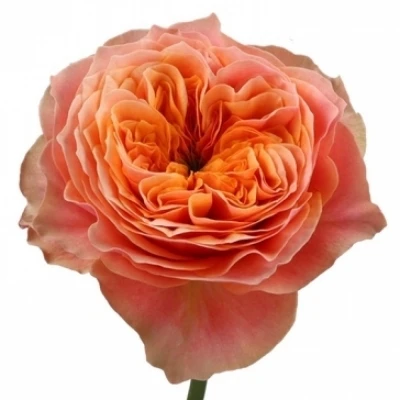 Oranžová růže KENSINGTON GARDENS