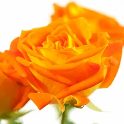Oranžová růže KING BUBBLES 50cm/3+