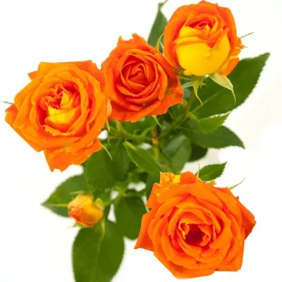 Oranžová růže KING BUBBLES 50cm/3+
