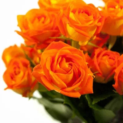 Oranžová růže KING BUBBLES 50cm/3+