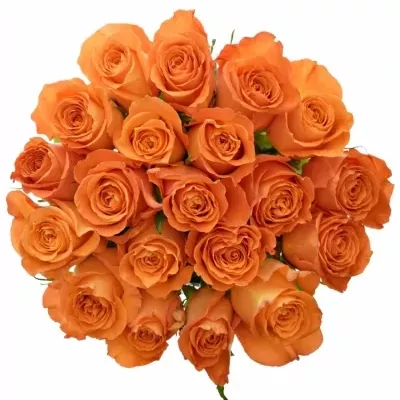 Oranžová růže KINGSDAY+ 50cm (L)