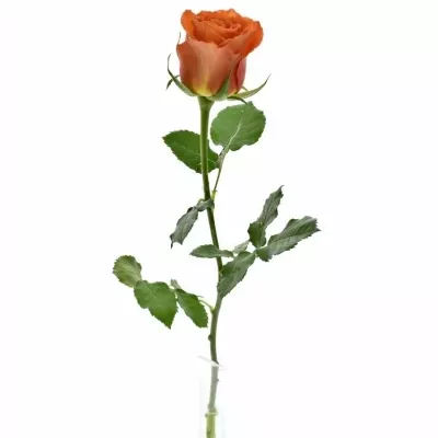 Oranžová růže KINGSDAY+ 50cm (L)