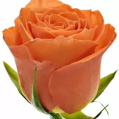 Oranžová růže KINGSDAY+ 40cm (M)