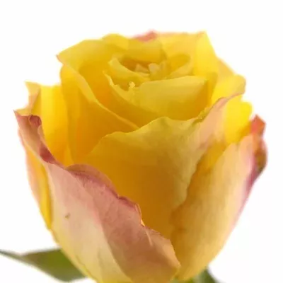 Oranžová růže LADY BUTTERFLY 60cm (L)