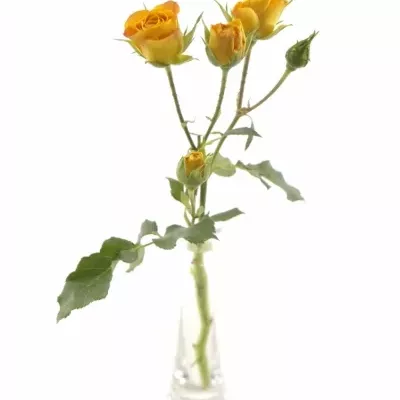Oranžová růže MANGO SENSATION 35cm/4+ (S)