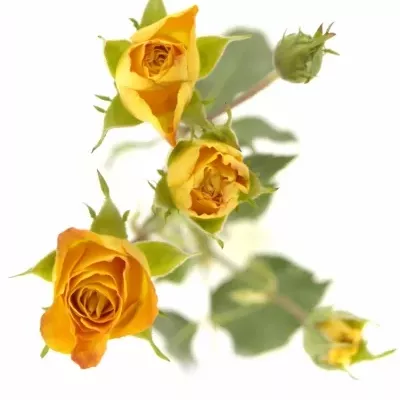 Oranžová růže MANGO SENSATION 35cm/4+ (S)
