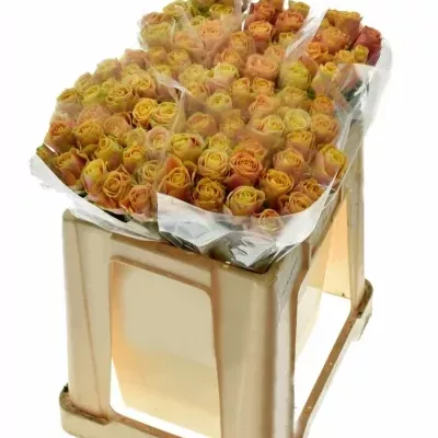 Oranžová růže MARACUJA 50cm (XL)