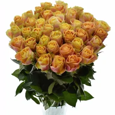 Oranžová růže MARACUJA 50cm (XL)