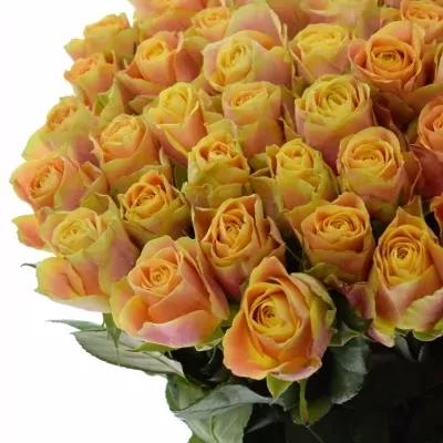 Oranžová růže MARACUJA 50cm (XL)