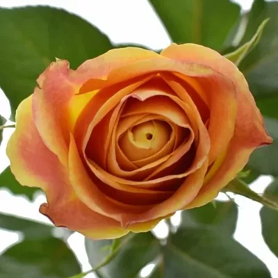 Oranžová růže MARACUJA 50cm (XL)